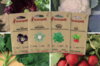 Fertile Assortments - My October seedlings - 4 packets of organic seeds to sow