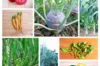 Fertile Assortments - Assortment - Mountain vegetable garden