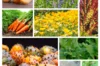 Fertile Assortments - Assortment - The autonomous vegetable garden