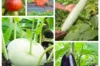 Fertile Assortments - Assortment - Giant vegetable garden