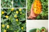 Fertile Assortments - Assortment - The vegetable garden of curiosities