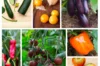 Fertile Assortments - Cagnolle's summer vegetables