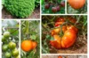 Fertile Assortments - Cagnolle tomatoes