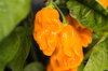 Peppers - Numex Suave Orange