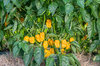 Peppers - Numex Suave Orange
