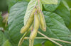 Soya beans - Jewel