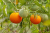 Cherry tomatoes - Ancient Queen