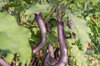 Eggplants - Ma-Zu Purple