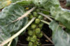 Brussels sprouts - Early Half Tall