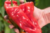 Peppers - Antigua