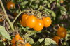 Cherry tomatoes - From the Galapagos