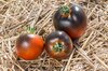 Tomatoes - Chestnut Chocolate