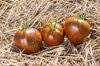 Tomatoes - Black And Brown Boar