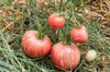 Tomatoes - Pink Furry Boar