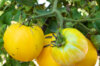 Tomatoes - Yellow Furry Boar