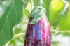 Eggplants - Homsi