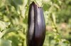 Eggplants - Syrian Stuffing