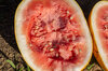Watermelons - Royal Golden