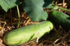 Cucumbers - Poinsett 76