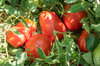 Tomatoes - Canestrino Di Lucca