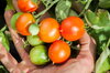 Cherry tomatoes - Piennolo Del Vesuvio