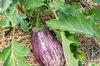 Eggplants - Tsakoniki