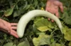 Cucumbers - Armenian Painted Serpent