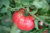 Tomatoes - Costoluto Di Chivasso