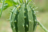 Kiwanos - African horned cucumber. Zambia