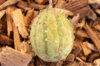 Kiwanos - African horned cucumber. Zambia