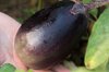 Eggplants - Konasu