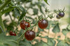 Cherry tomatoes - Dancing With The Smurfs