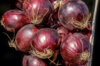 Onions - Tropea Red