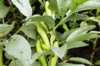 Broad bean - Ianto's Return