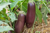 Eggplants - Astrakom