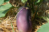 Eggplants - Shimoda