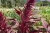 Amaranth - Rodale Red Leaf
