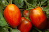 Tomatoes - Boxer Rebellion