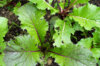 Japanese mustards - Vivid Pak Choi