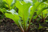 Japanese mustards - Vivid Pak Choi