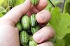 Cucumbers - Mexican Sour Gherkin