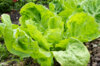 Curly endive - Golden Giant