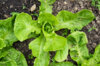 Curly endive - Golden Giant