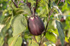 Eggplants - Purple Ball