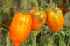 Tomatoes - Des Andes Orange