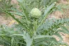 Artichokes - Tavor