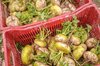 Turnips - Rave de Treignac