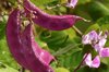 Cowpea - Lablab purpureus