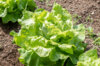 Lettuces - Appia