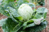 Cabbage - Bacalan de Limoges